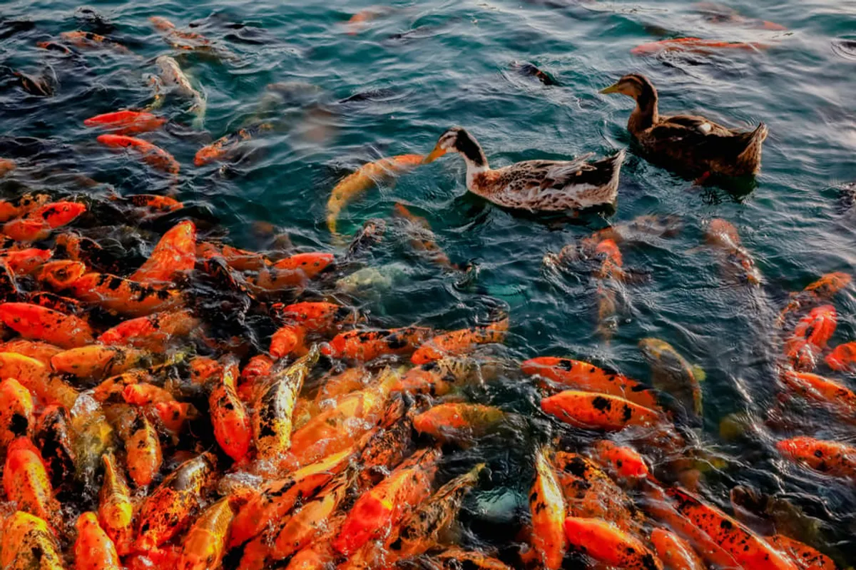 Fishduck Review: What It Is, Features, Safety, and Alternatives